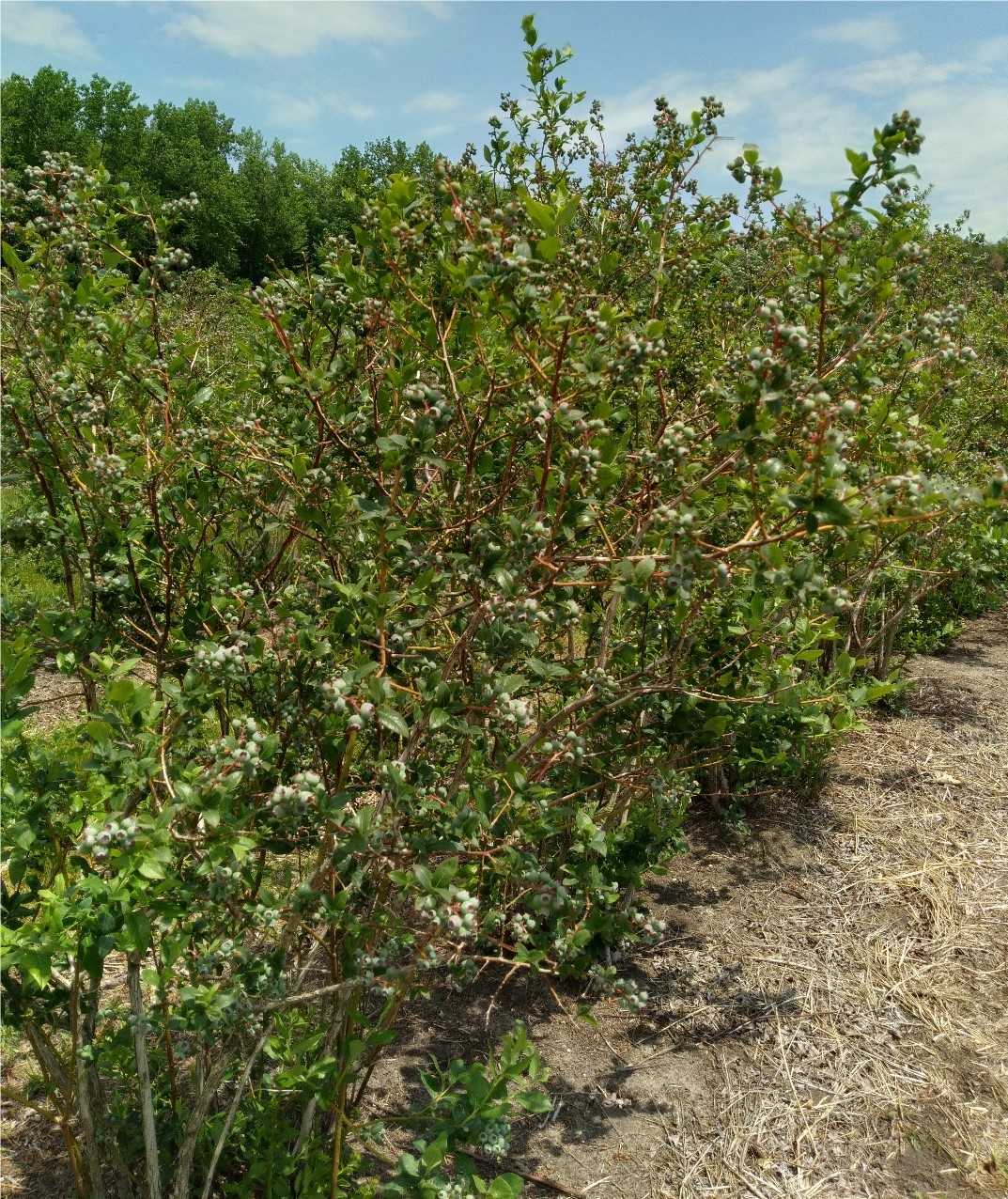 Unprotected blueberry field